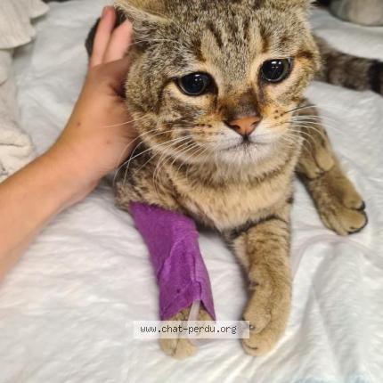 Foto 1/1 Gato encontrado Encontrado en Bordeaux