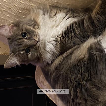 Foto 1/1 Taïka Chat perdido en Boissise le roi