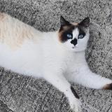 Foto del gato perdido en Seysses