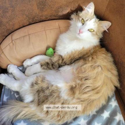 Foto 1/1 June Chat perdido en Molleges