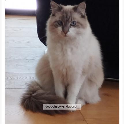 Foto 1/1 Croutard Chat perdido en Rochemaure