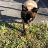 Foto de gato encontrado en Ile Tudy