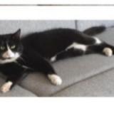 Foto del gato perdido en La Ferte Milon