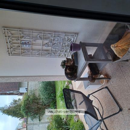 Foto 1/1 Gato encontrado Encontrado en Caen