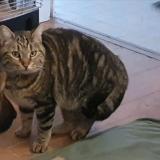 Foto del gato perdido en Colombe