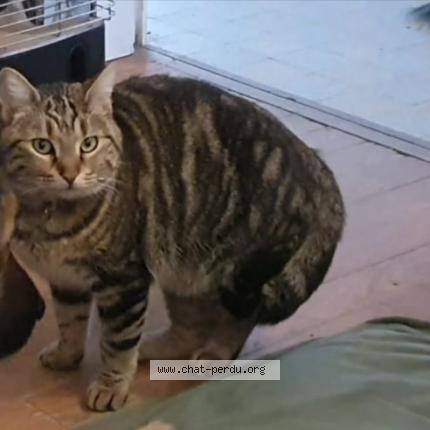 Foto 1/1 CLEO Chat perdido en Colombe