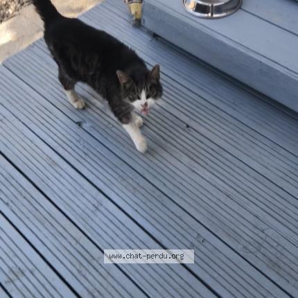 Foto 1/1 Menchou Chat perdido en Le barcares