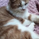 Foto del gato perdido en Villepreux