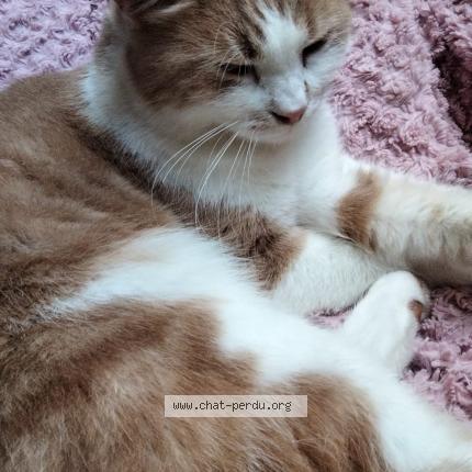 Foto 1/1 GABY Chat perdido en Villepreux