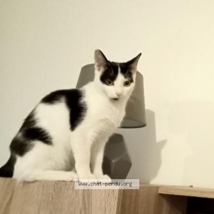 Foto 1/1 Timmie Chat perdido en Saint desirat