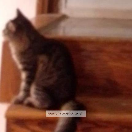 Foto 1/1 Elalia Saidani Chat perdido en Laval