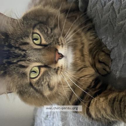 Foto 1/1 Snow Chat perdido en Pirou