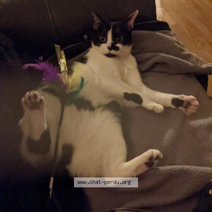 Foto 1/4 Sélah Chat perdido en Saint remy les chevreuse