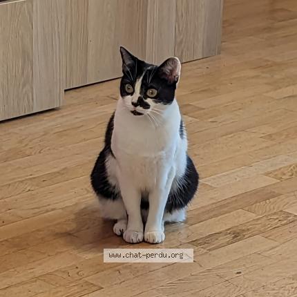 Foto 2/4 Sélah Chat perdido en Saint remy les chevreuse