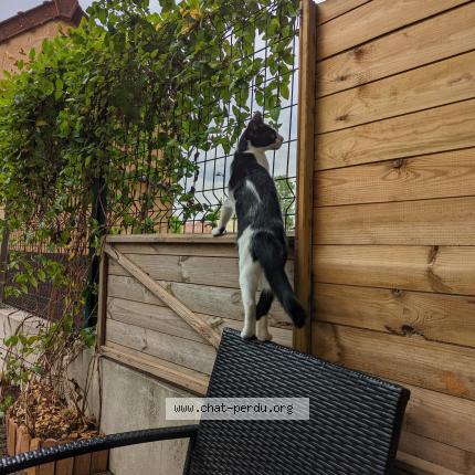 Foto 3/4 Sélah Chat perdido en Saint remy les chevreuse