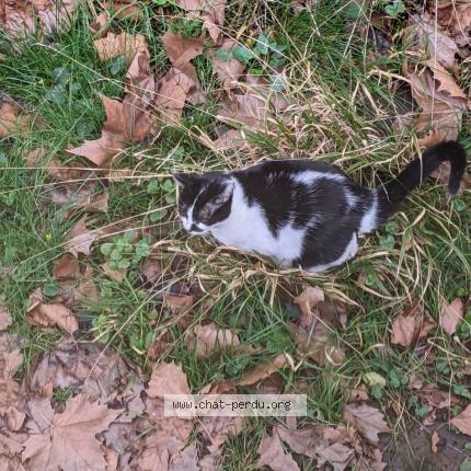 Foto 4/4 Sélah Chat perdido en Saint remy les chevreuse