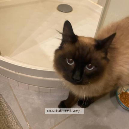 Foto 1/1 Gato encontrado Encontrado en Grenoble