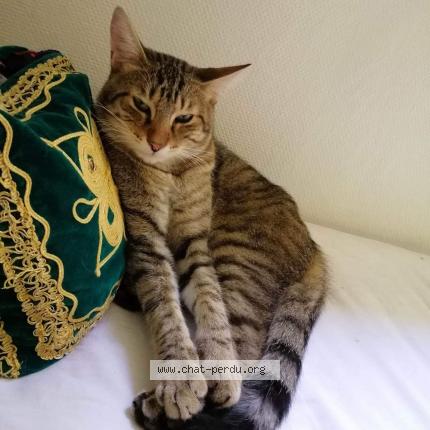 Foto 1/1 Bronzé Chat perdido en Le kremlin bicetre