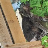 Foto del gato perdido en Les Peintures