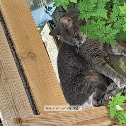 Foto 1/1 Chipie Chat perdido en Les peintures