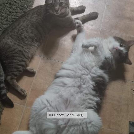 Foto 1/1 Kiki Chat perdido en Entraigues sur la sorgue