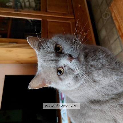 Foto 1/1 Looping Chat perdido en Lomme