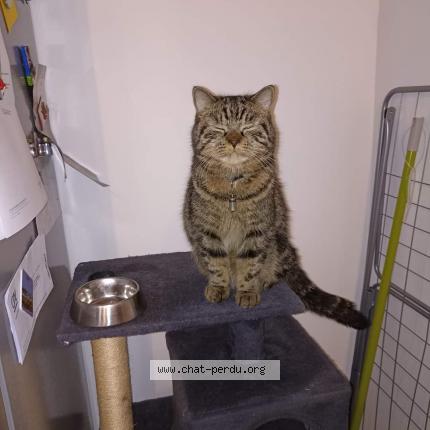 Foto 1/1 Simba Chat perdido en Sin le noble