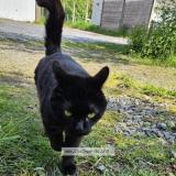 Foto del gato perdido en France