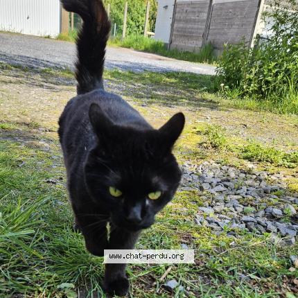 Foto 1/1 Virgule Chat perdido en France