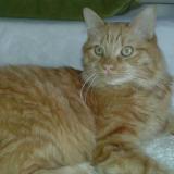 Foto del gato perdido en Chatenoy Le Royal