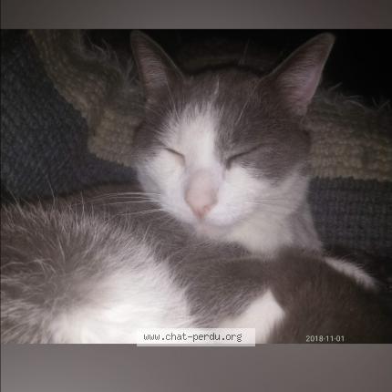 Foto 1/1 Meeko Chat perdido en Liege 2