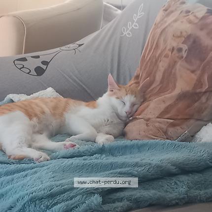 Foto 1/1 Gato encontrado Perdido en Moulins