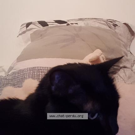 Foto 1/1 plume Chat perdido en Saubion