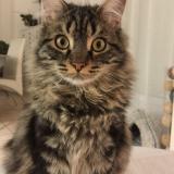 Foto del gato perdido en Juvignac