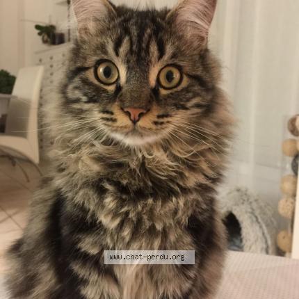 Foto 1/1 Samba Chat perdido en Juvignac