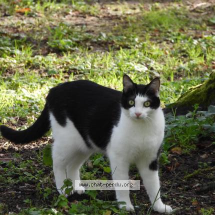 Foto 1/1 Luna Chat perdido en Toulouse