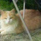 Foto de gato encontrado en Saint Androny