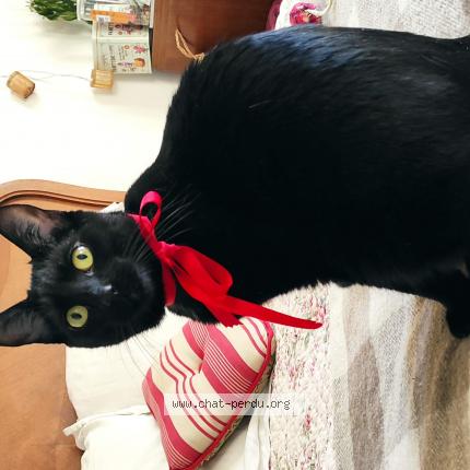 Foto 1/1 Imogen Chat perdido en Blanquefort