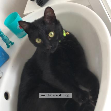 Foto 1/1 Arès Chat perdido en Vitot