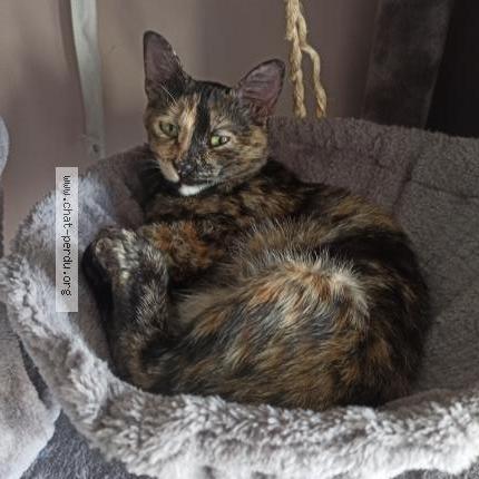 Foto 1/1 Julia Chat perdido en Argenteuil