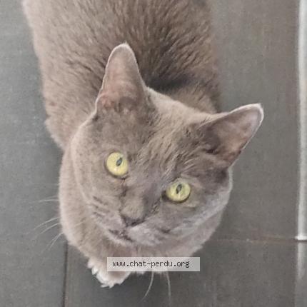 Foto 1/1 Grisette Chat perdido en Quebec