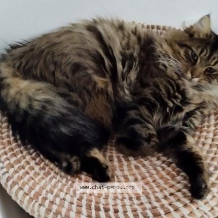 Foto 1/1 Bagheera Chat perdido en Cestas