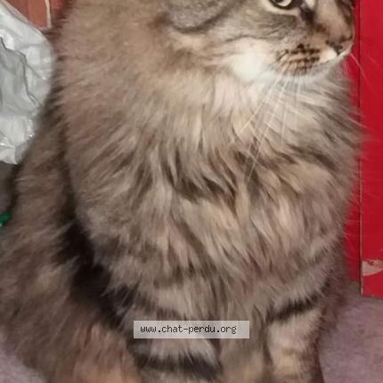 Foto 1/1 Junior Chat perdido en Auxerre