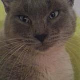 Foto del gato perdido en Guer