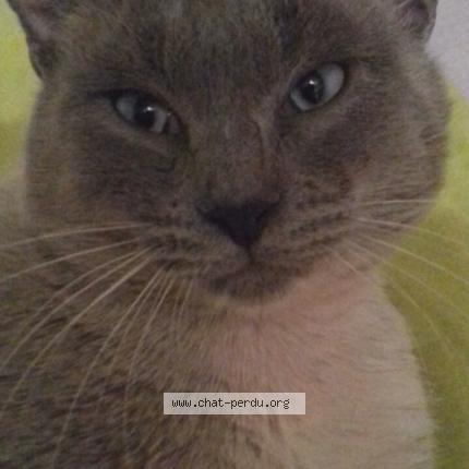 Foto 1/1 Gato encontrado Perdido en Guer