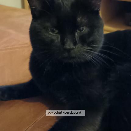 Foto 1/3 Bibou Chat perdido en Wolfersdorf