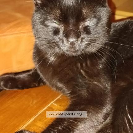 Foto 2/3 Bibou Chat perdido en Wolfersdorf