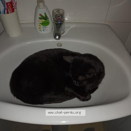 Foto 3/3 Bibou Chat perdido en Wolfersdorf