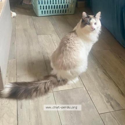 Foto 1/1 Ulysse Chat perdido en Joigny