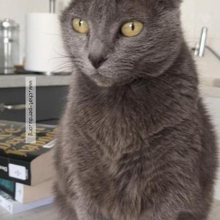 Foto 1/1 Sophie Chat perdido en Leguevin